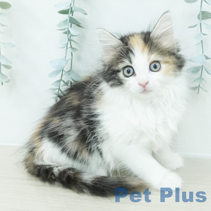 ノルウェージャンフォレストキャットの写真2