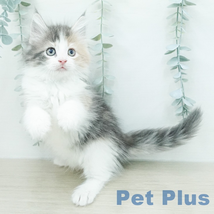 ノルウェージャンフォレストキャット