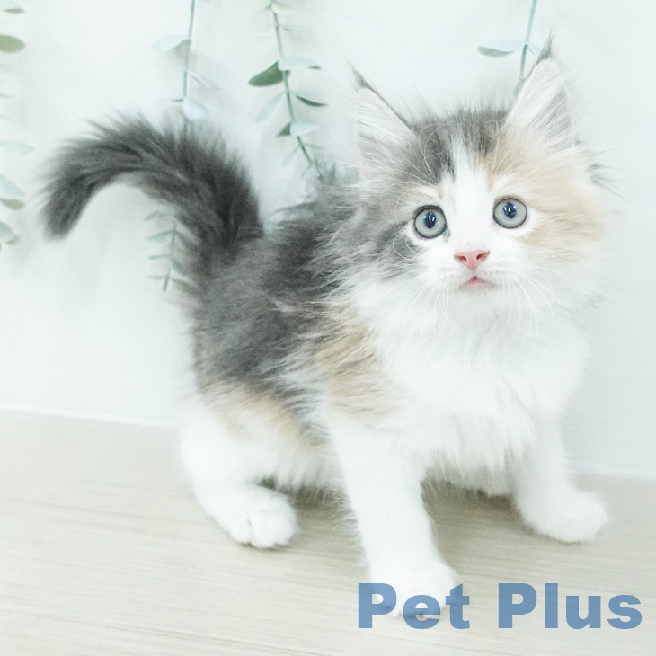 ノルウェージャンフォレストキャットの写真2