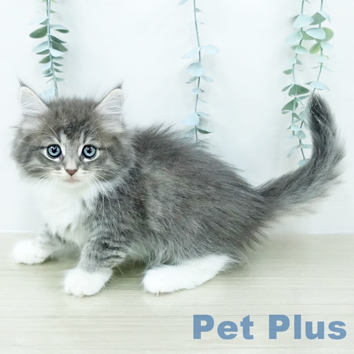 ノルウェージャンフォレストキャットの写真2