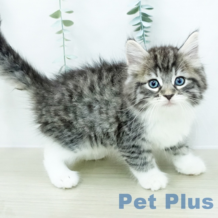 ノルウェージャンフォレストキャットの写真2