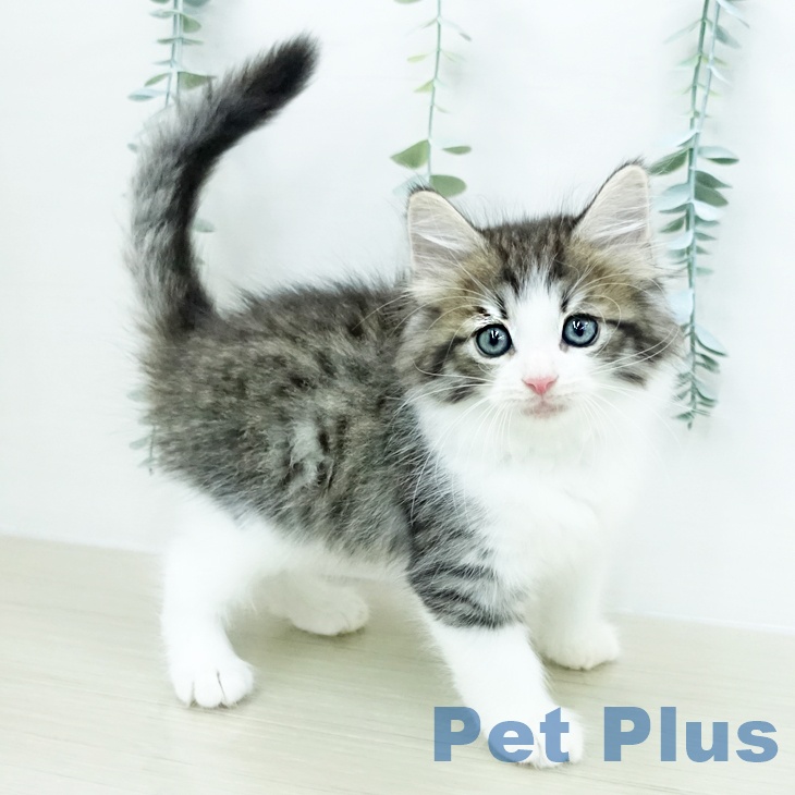 ノルウェージャンフォレストキャットの写真2