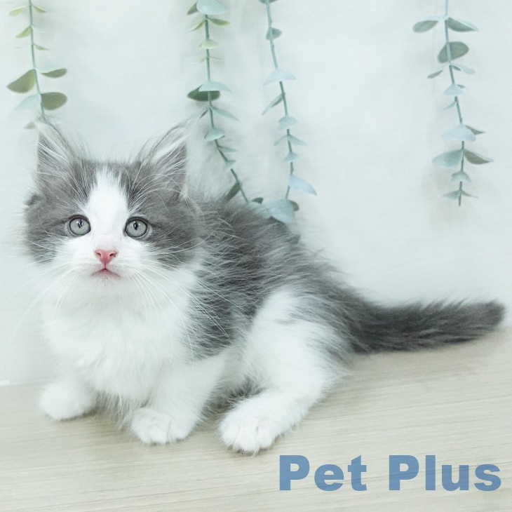 ノルウェージャンフォレストキャットの写真2