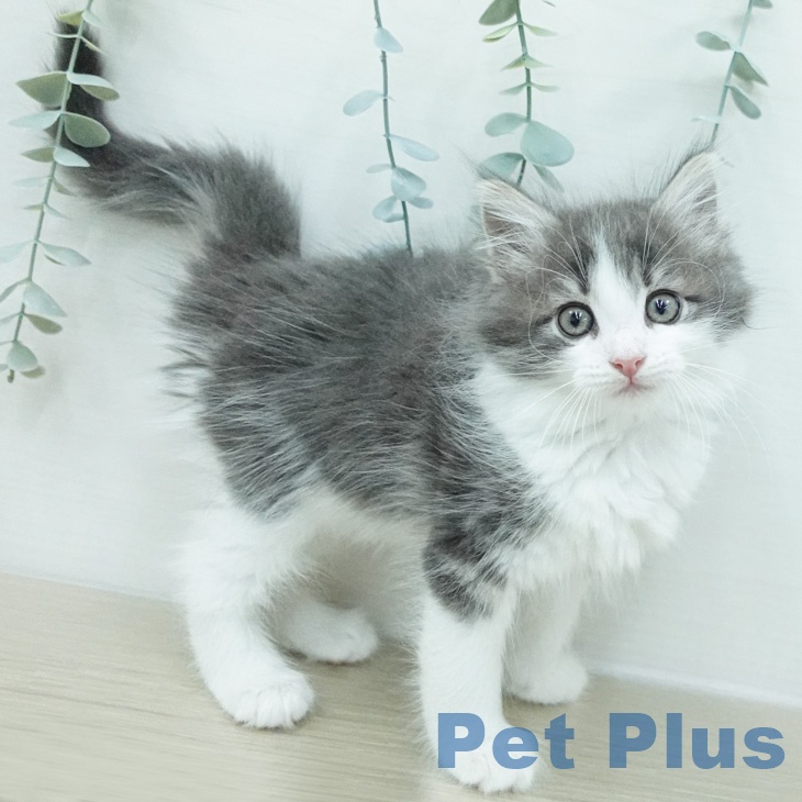 ノルウェージャンフォレストキャット