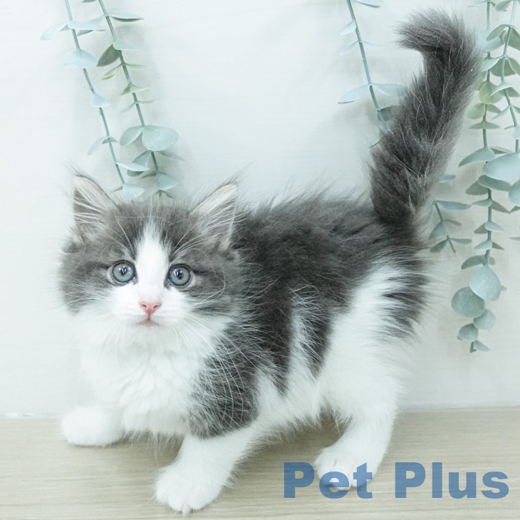 ノルウェージャンフォレストキャット