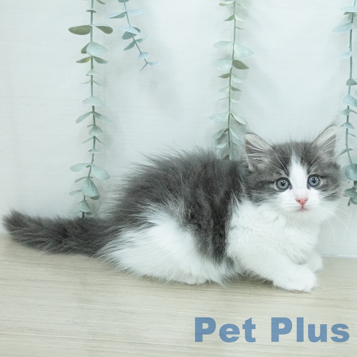 ノルウェージャンフォレストキャットの写真2
