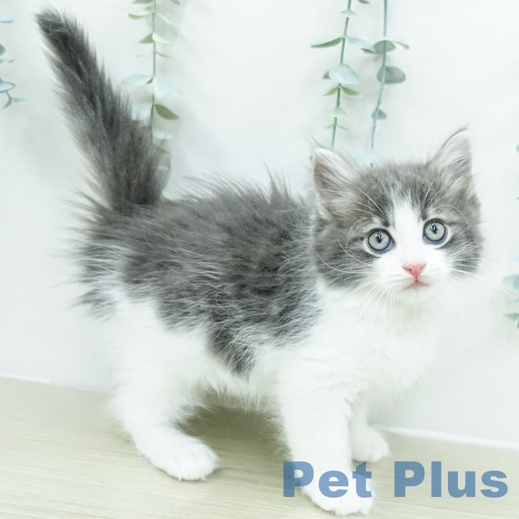 ノルウェージャンフォレストキャット