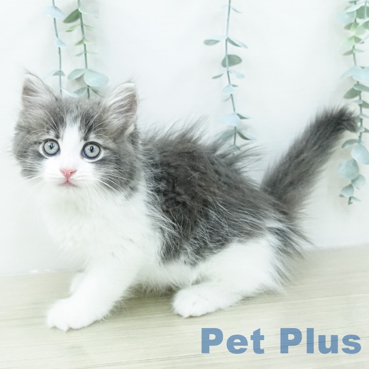 ノルウェージャンフォレストキャットの写真2