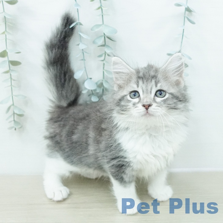 ノルウェージャンフォレストキャットの写真2