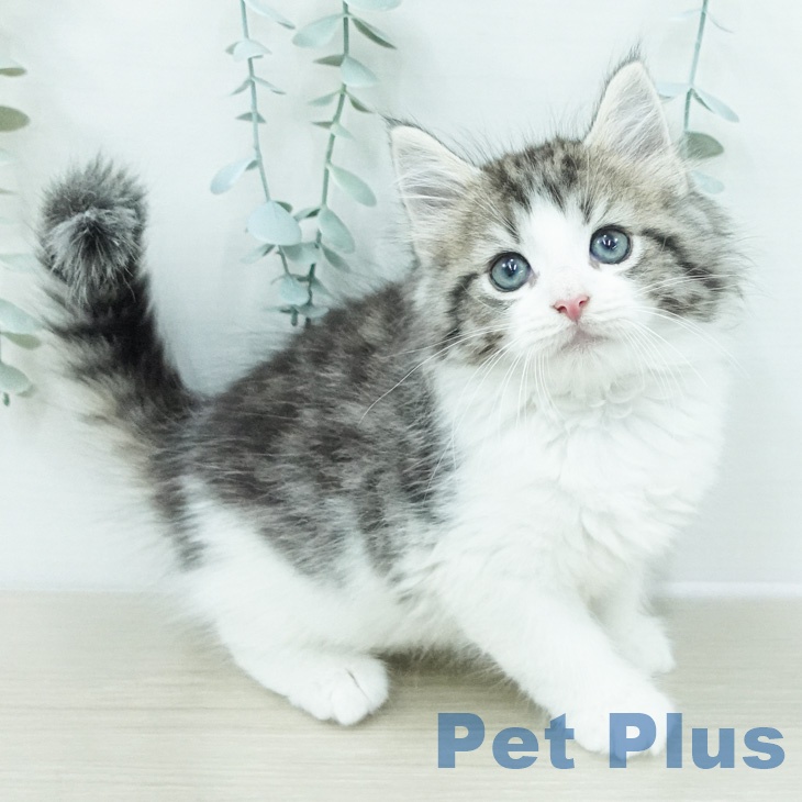 ノルウェージャンフォレストキャット