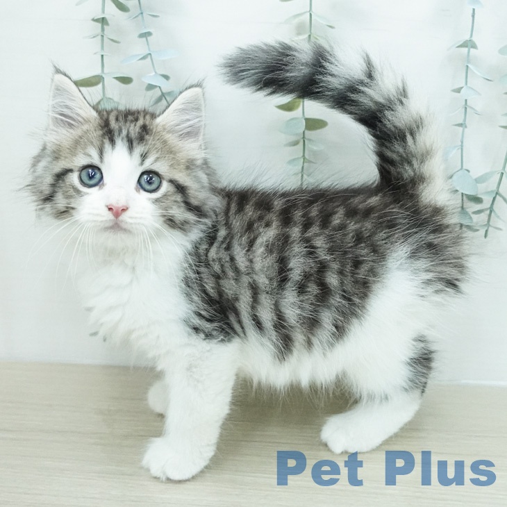 ノルウェージャンフォレストキャットの写真2