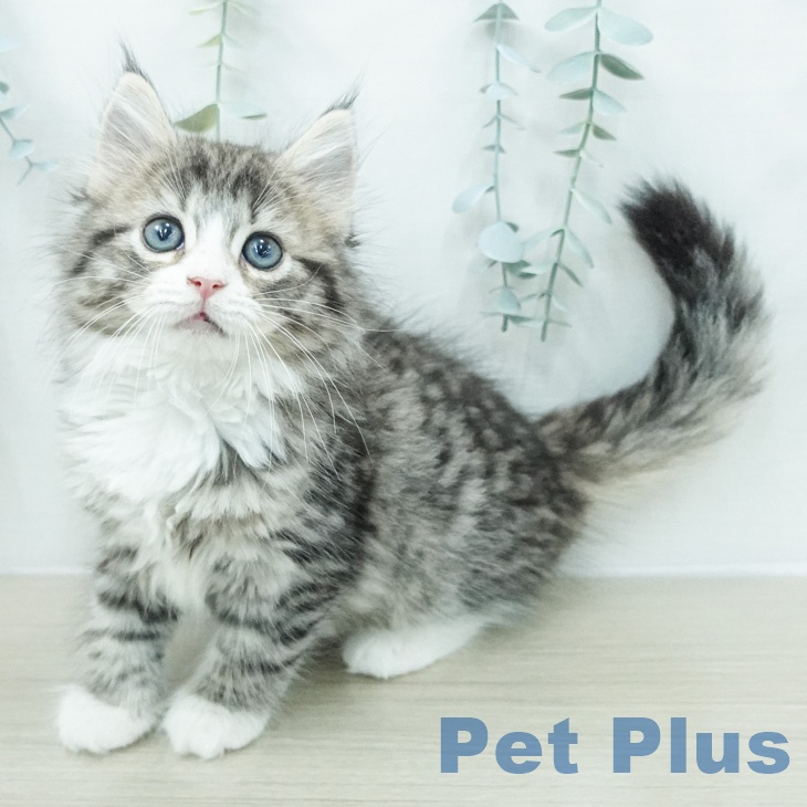 ノルウェージャンフォレストキャット