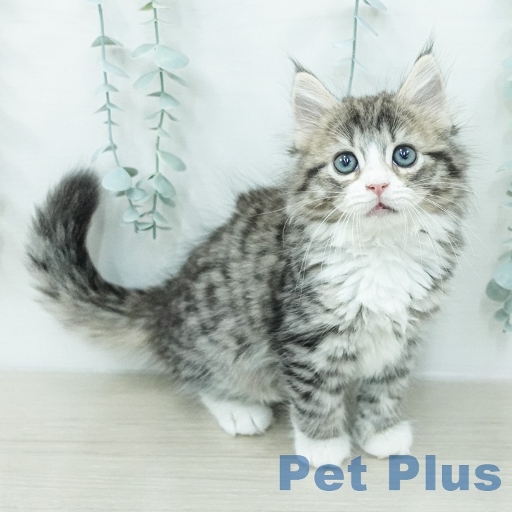 ノルウェージャンフォレストキャットの写真2