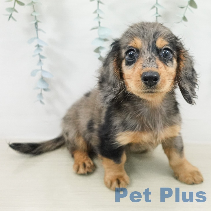 ミニチュア・ダックスフンド