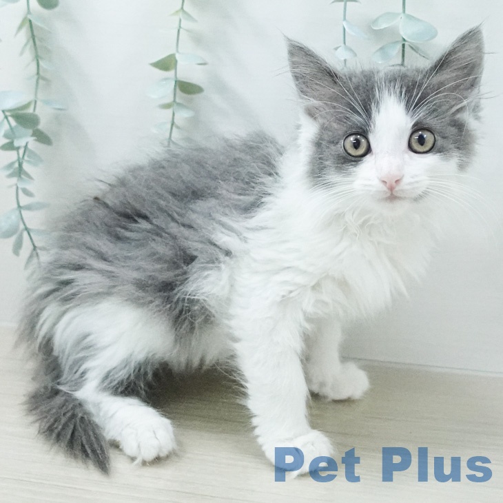 ノルウェージャンフォレストキャットの写真2