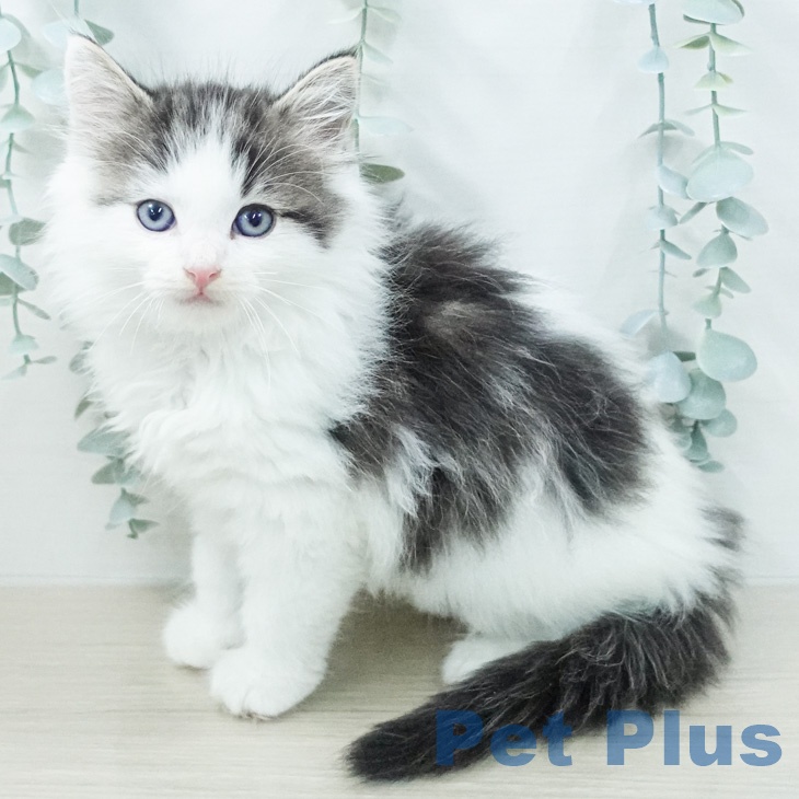 ノルウェージャンフォレストキャット