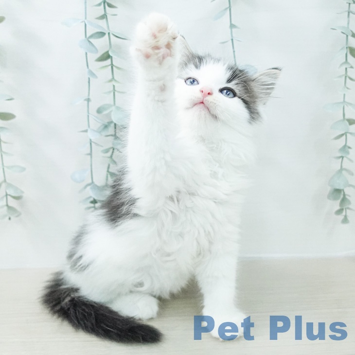 ノルウェージャンフォレストキャットの写真2