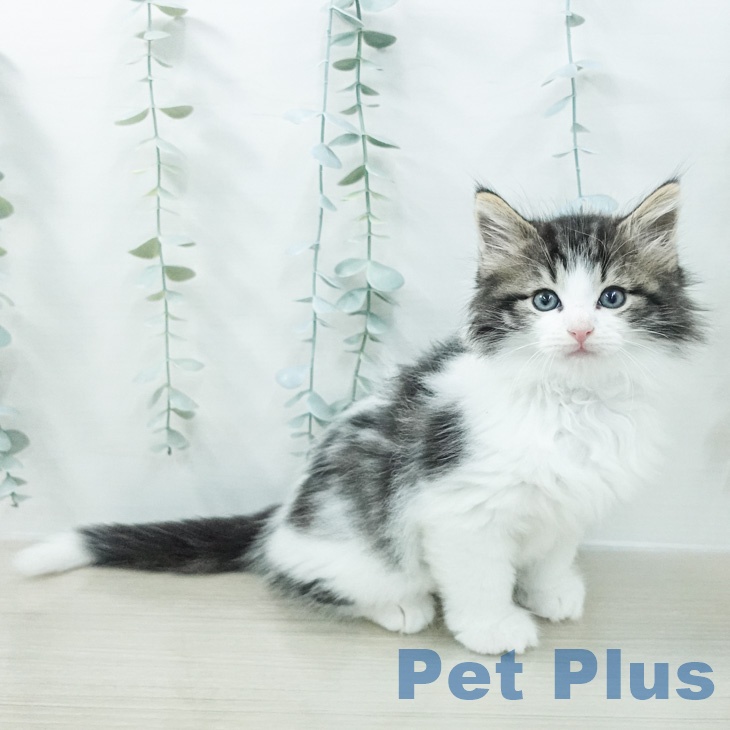 ノルウェージャンフォレストキャット