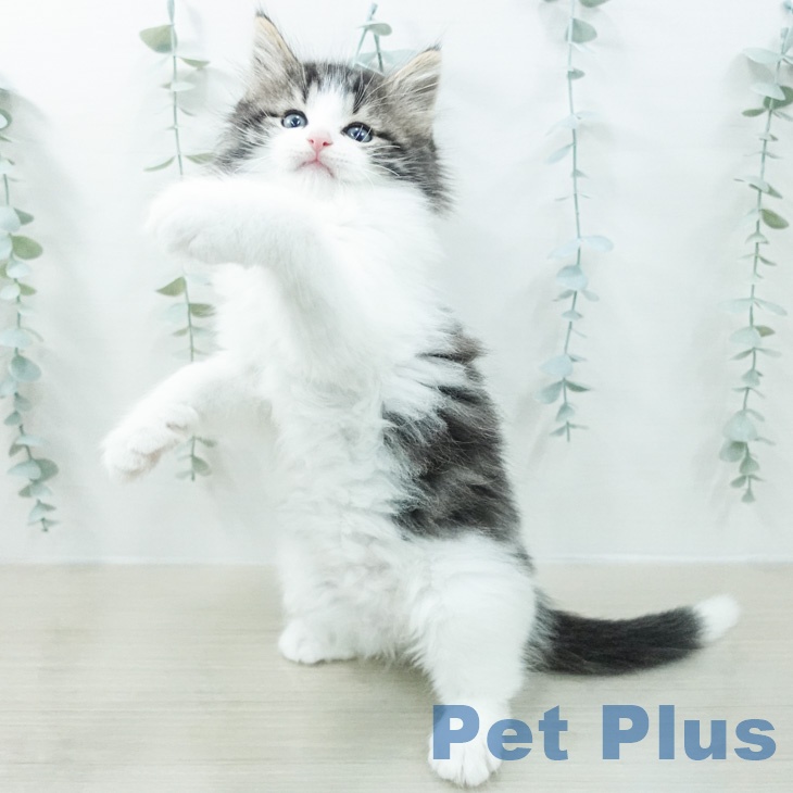 ノルウェージャンフォレストキャットの写真2