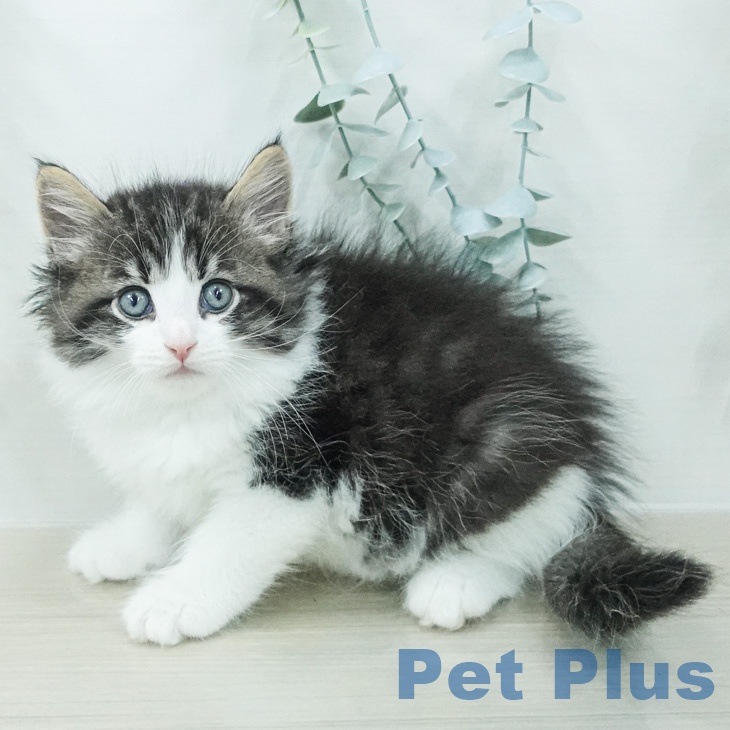 ノルウェージャンフォレストキャット