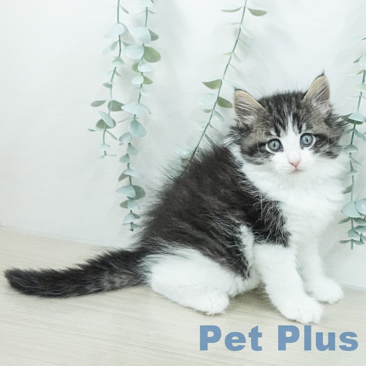 ノルウェージャンフォレストキャットの写真2