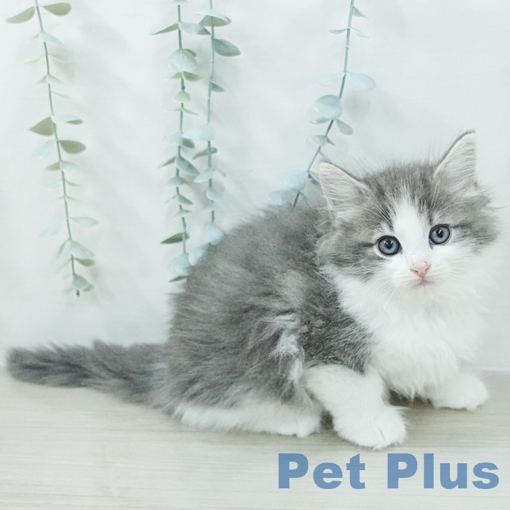 ノルウェージャンフォレストキャットの写真2