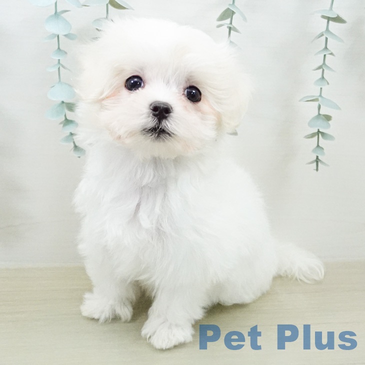 マルチーズの写真2