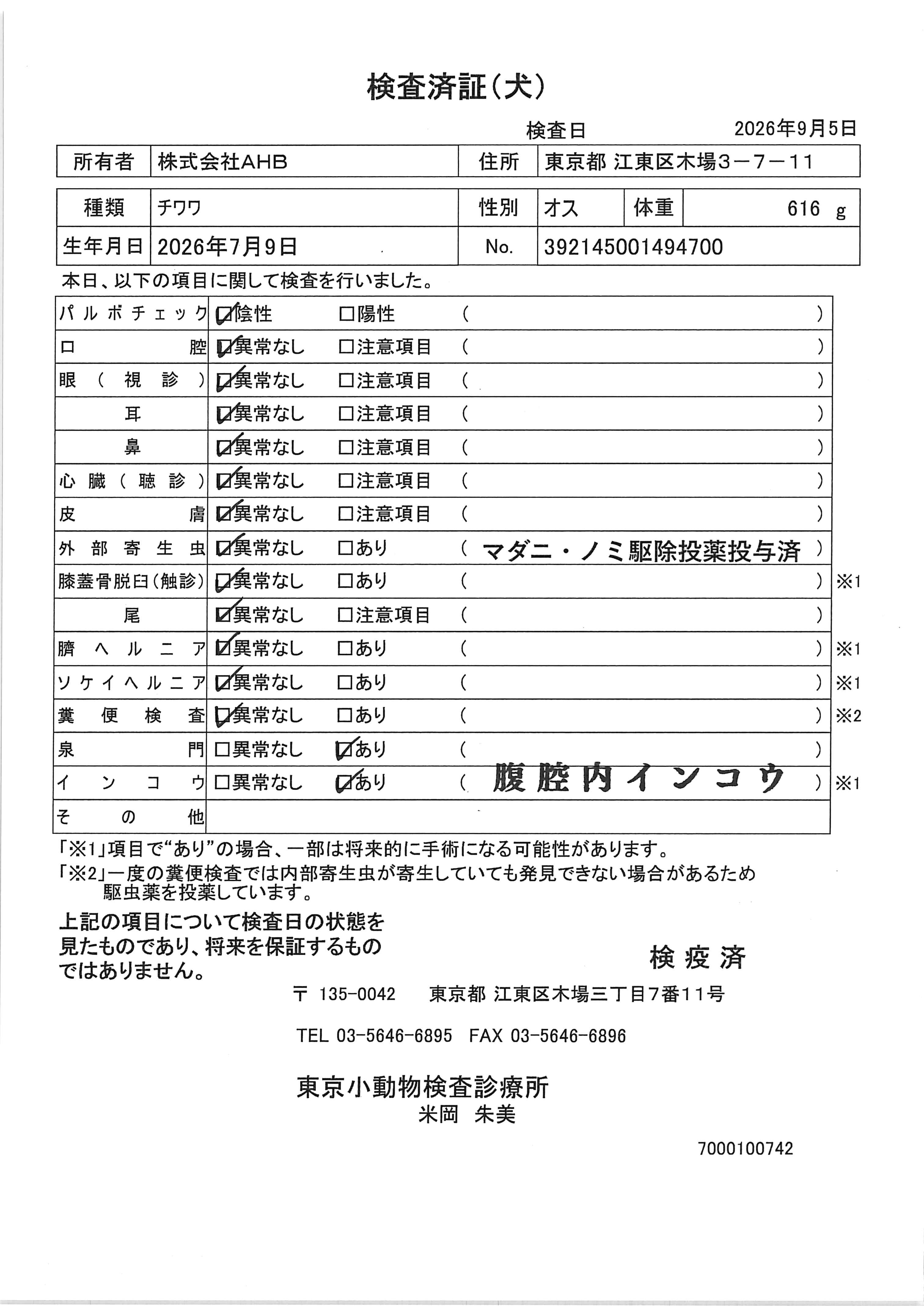 チワワ