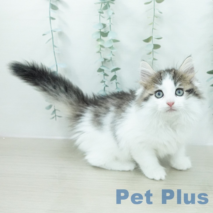 ノルウェージャンフォレストキャットの写真2