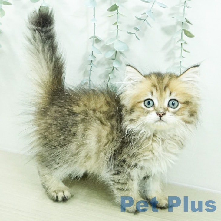 ペルシャの写真2