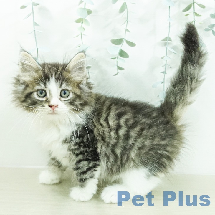 ノルウェージャンフォレストキャット
