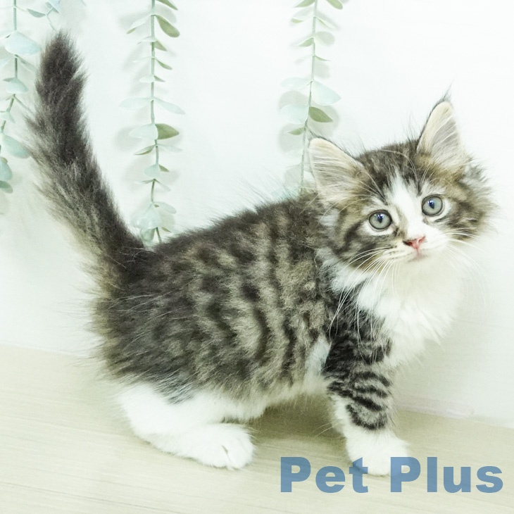 ノルウェージャンフォレストキャットの写真2