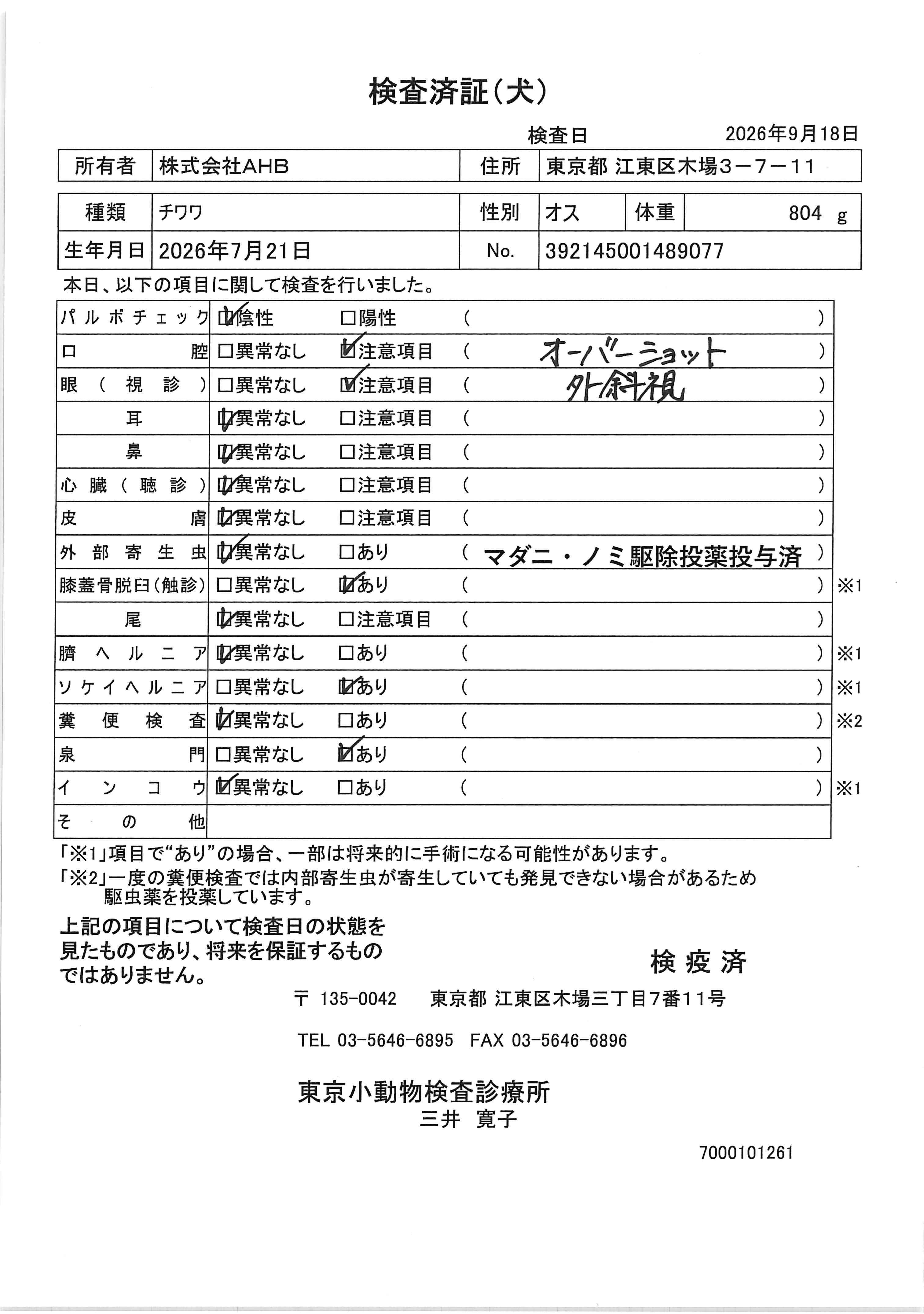チワワ