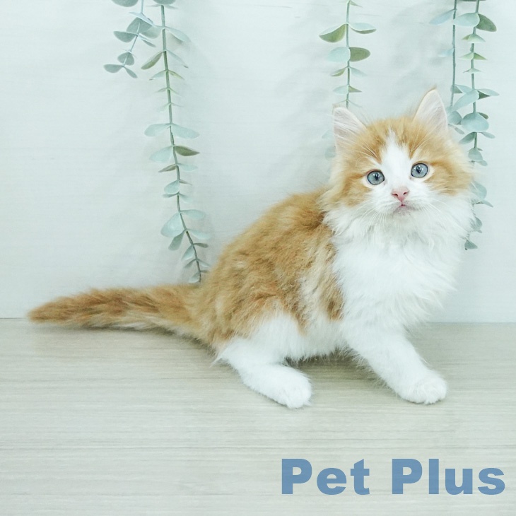 ノルウェージャンフォレストキャットの写真2