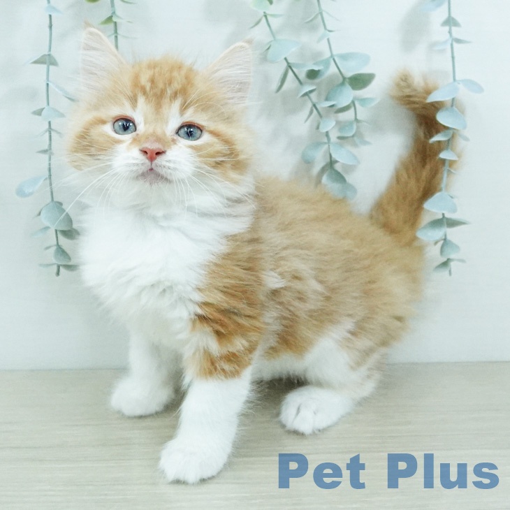 ノルウェージャンフォレストキャットの写真2