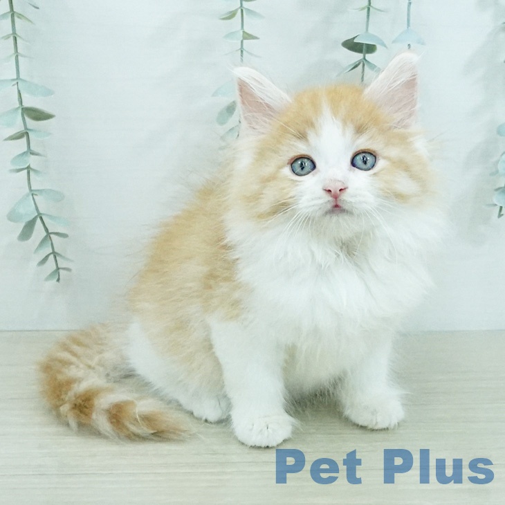 ノルウェージャンフォレストキャット