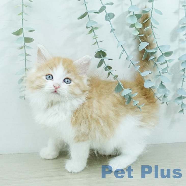 ノルウェージャンフォレストキャットの写真2