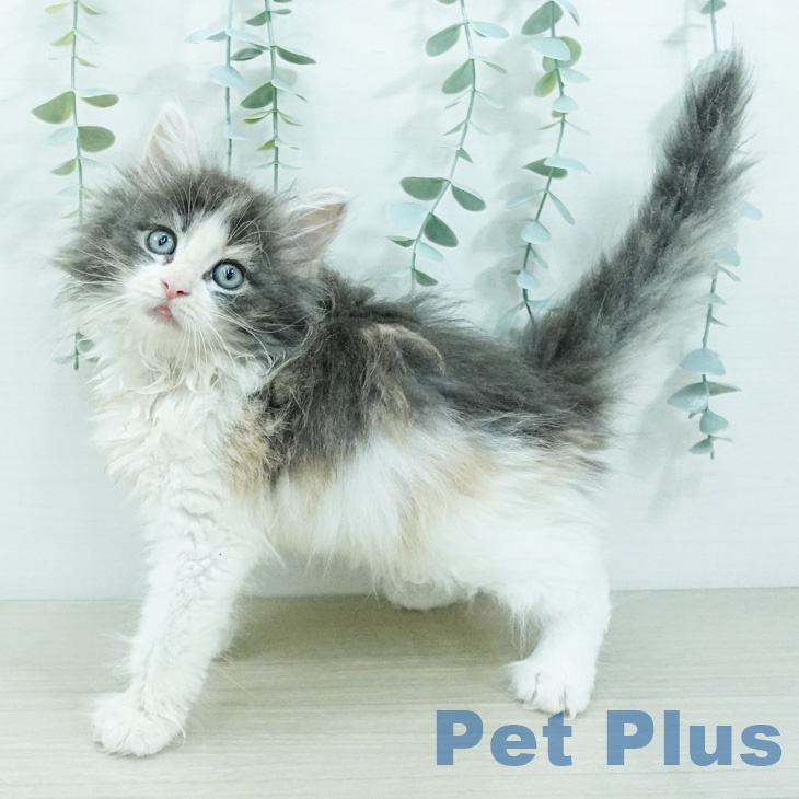 ノルウェージャンフォレストキャットの写真2