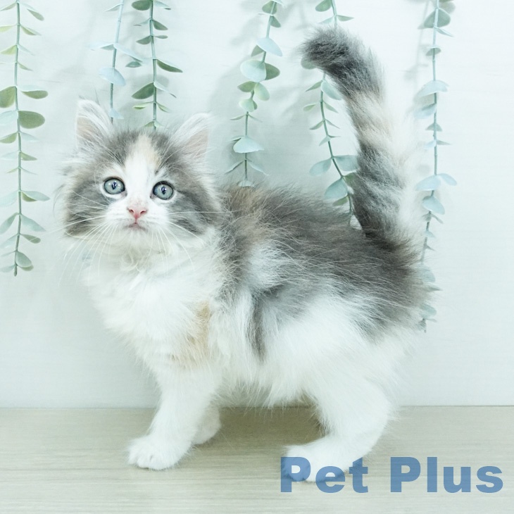ノルウェージャンフォレストキャット