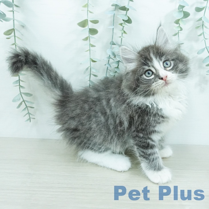 ノルウェージャンフォレストキャットの写真2