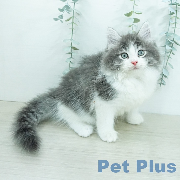 ノルウェージャンフォレストキャット
