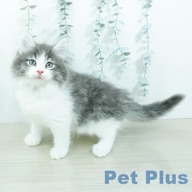 ノルウェージャンフォレストキャット