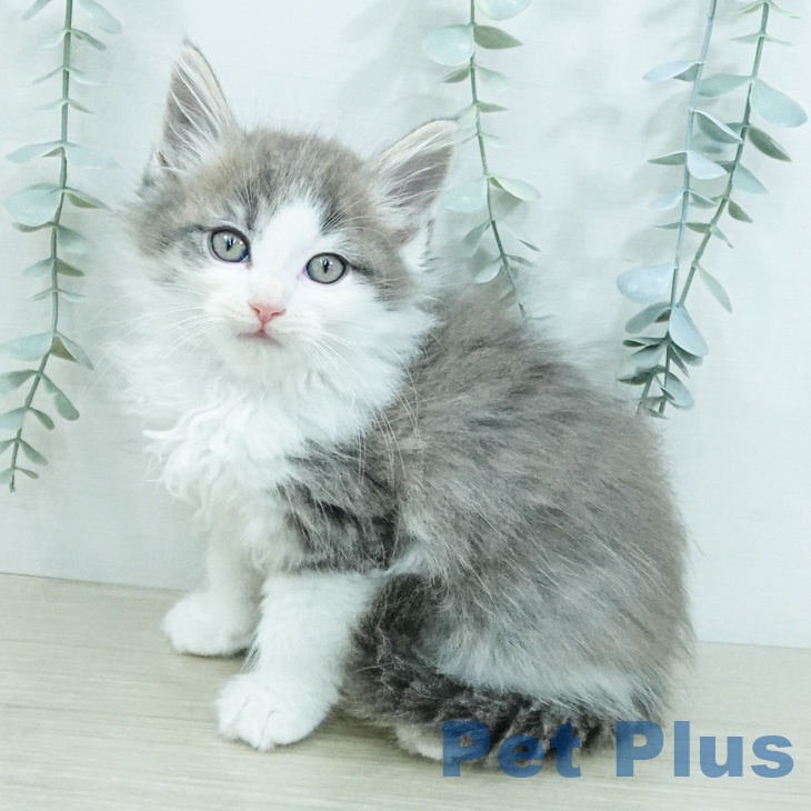ノルウェージャンフォレストキャット