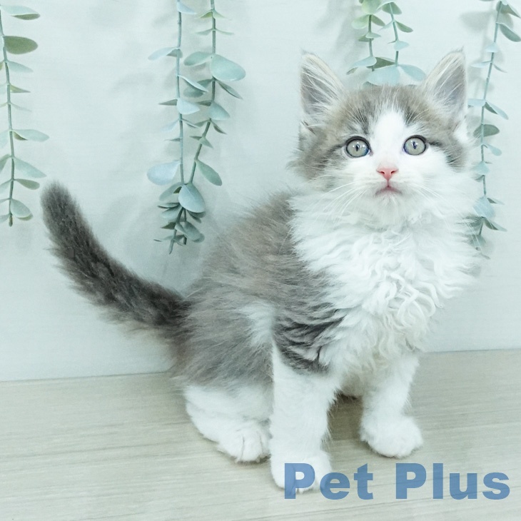 ノルウェージャンフォレストキャットの写真2