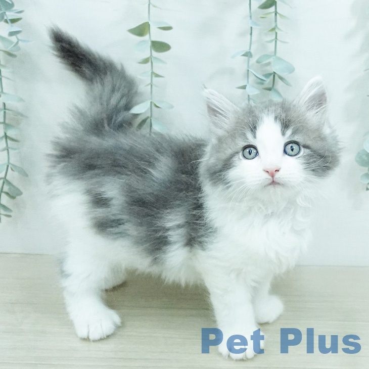 ノルウェージャンフォレストキャット