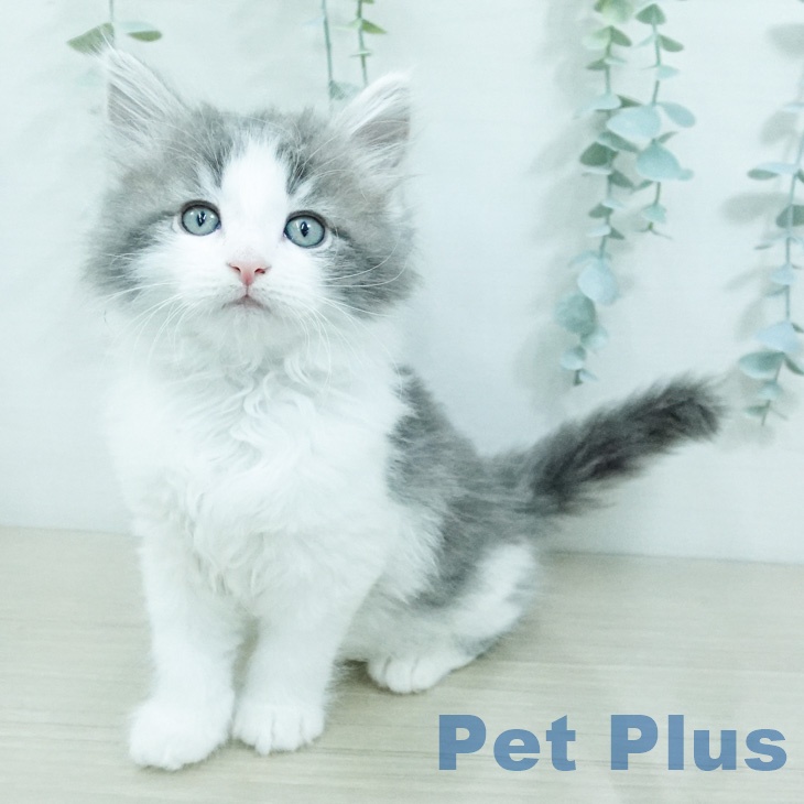 ノルウェージャンフォレストキャットの写真2