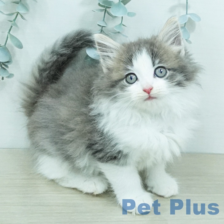 ノルウェージャンフォレストキャットの写真2