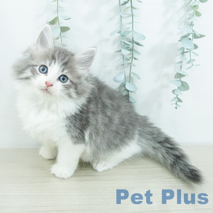 ノルウェージャンフォレストキャット