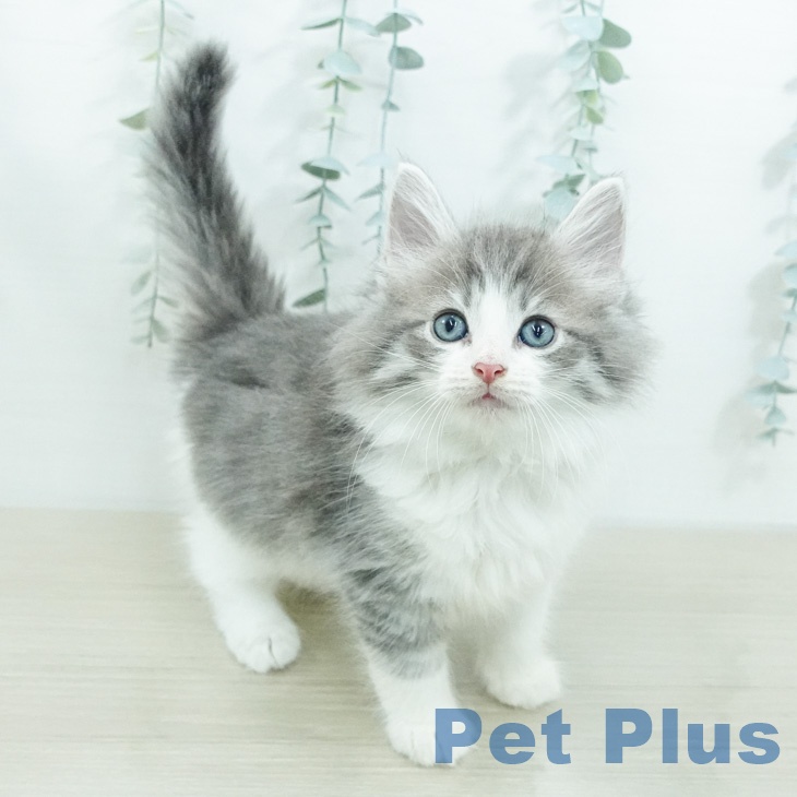 ノルウェージャンフォレストキャットの写真2
