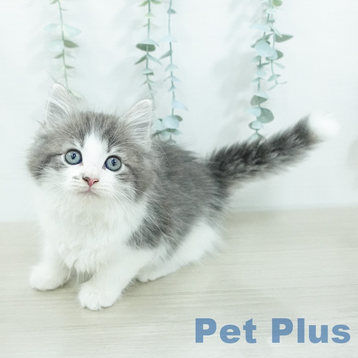 ノルウェージャンフォレストキャット